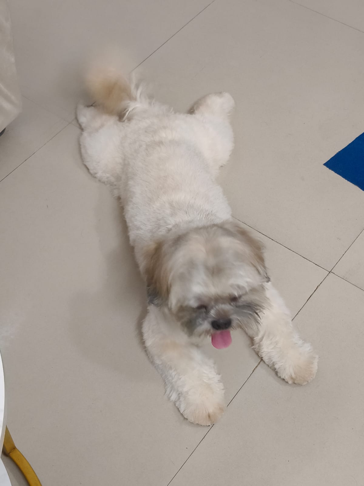 Relaxed small dog stretched out contentedly on clean home floor