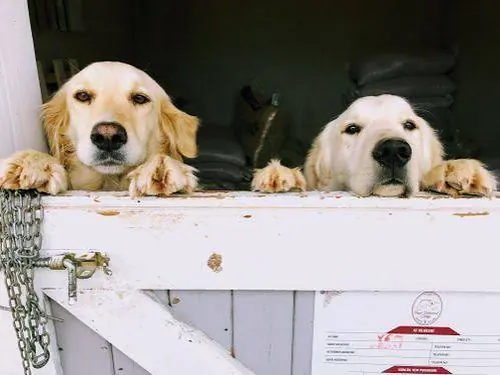 Playful companion dogs peeking warmly
