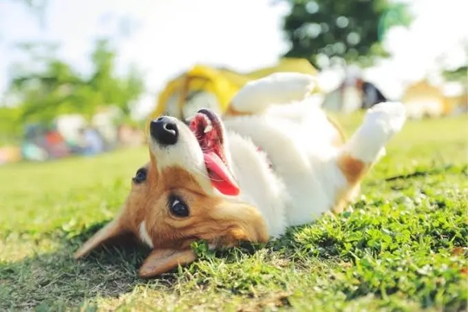 Joyful pup rolling happily on grass